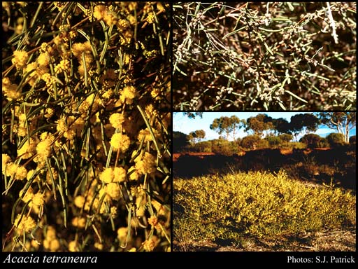 Photograph of Acacia tetraneura Maslin & A.R.Chapm.