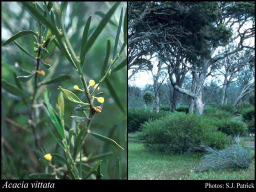 Photograph of Acacia vittata R.S.Cowan & Maslin