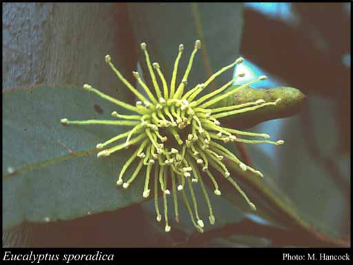 Photograph of Eucalyptus sporadica Brooker & Hopper
