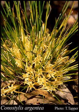 Photograph of Conostylis argentea (J.W.Green) Hopper Image