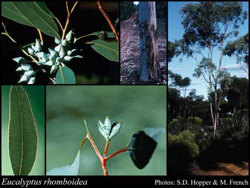 Photograph of Eucalyptus rhomboidea Hopper & D.Nicolle