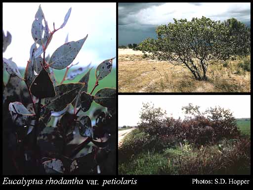 Photograph of Eucalyptus rhodantha var. x petiolaris Blakely