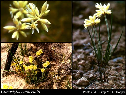 Photograph of Conostylis canteriata Hopper