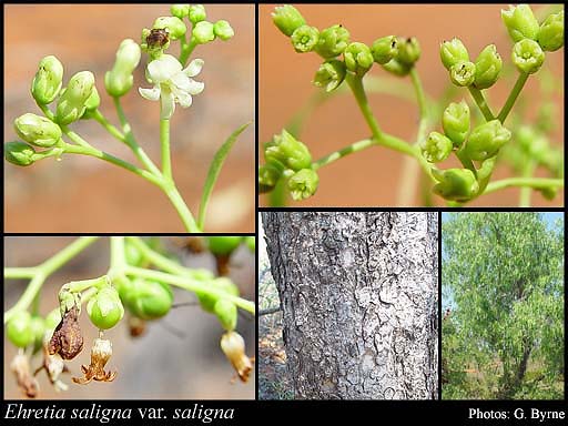 Photograph of Ehretia saligna R.Br. var. saligna