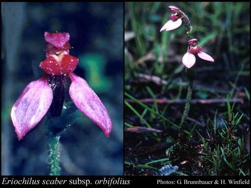 Photograph of Eriochilus scaber subsp. orbifolius Hopper & A.P.Br.