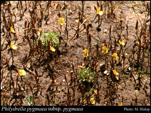 Photograph of Philydrella pygmaea (R.Br.) Caruel subsp. pygmaea