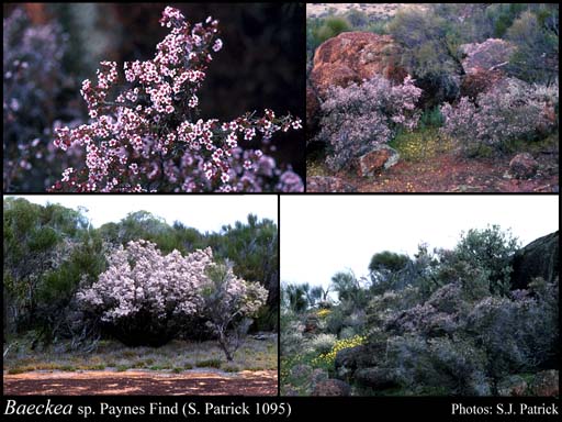 Photograph of Baeckea sp. Paynes Find (S. Patrick 1095)