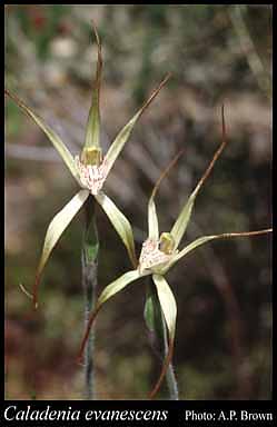 Photograph of Caladenia evanescens Hopper & A.P.Br. Image