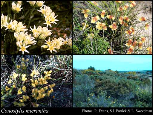 Photograph of Conostylis micrantha Hopper Image