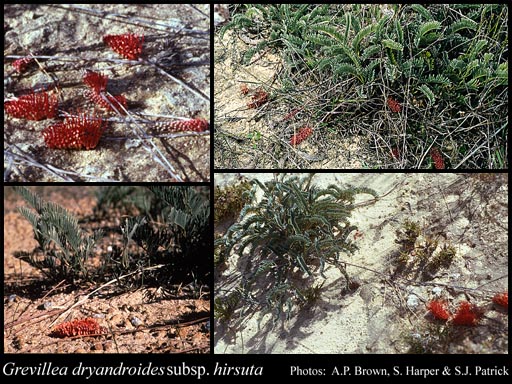 Photograph of Grevillea dryandroides subsp. hirsuta Olde & Marriott