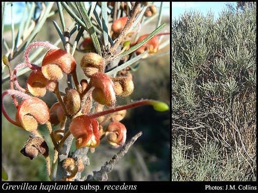 Photograph of Grevillea haplantha subsp. recedens Olde & Marriott