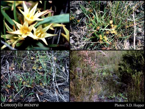 Photograph of Conostylis misera Endl. Image