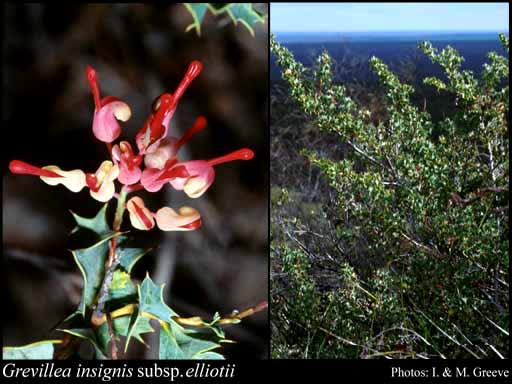 Photograph of Grevillea insignis subsp. elliotii Olde & Marriott