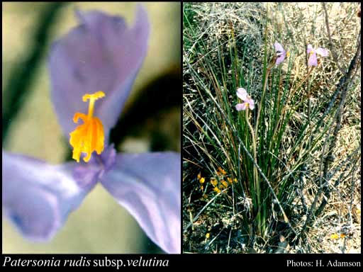Photograph of Patersonia rudis subsp. velutina D.A.Cooke