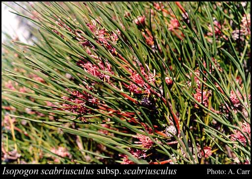 Photograph of Isopogon scabriusculus Meisn. subsp. scabriusculus
