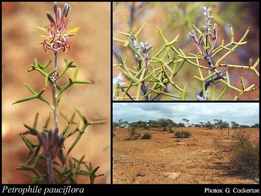 Photograph of Petrophile pauciflora Foreman