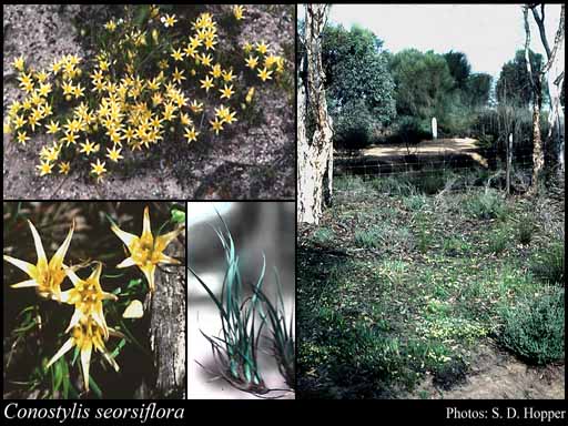 Photograph of Conostylis seorsiflora F.Muell. Image
