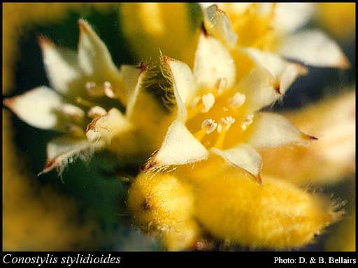 Photograph of Conostylis stylidioides F.Muell. Image