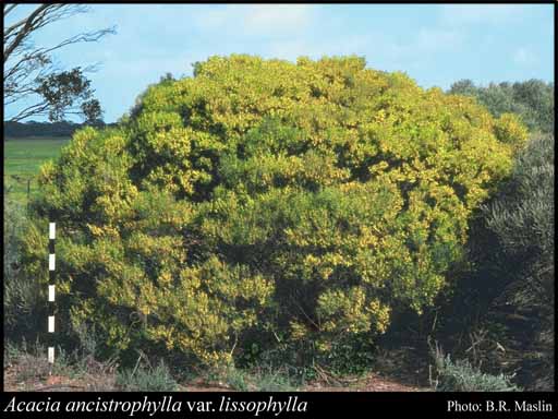 Photograph of Acacia ancistrophylla var. lissophylla (J.M.Black) R.S.Cowan & Maslin
