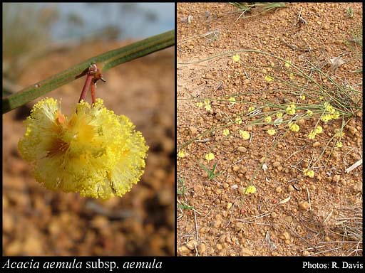 Photograph of Acacia aemula Maslin subsp. aemula