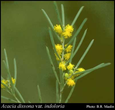 Photograph of Acacia dissona var. indoloria R.S.Cowan & Maslin