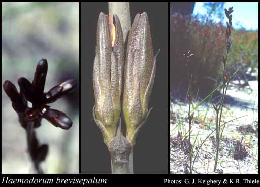 Photograph of Haemodorum brevisepalum Benth. Image