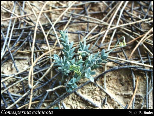 Photograph of Comesperma calcicola Keighery