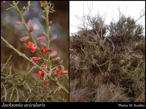 Photograph of Jacksonia acicularis Chappill