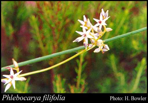 Photograph of Phlebocarya filifolia (F.Muell.) Benth.
