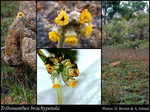 Photograph of Tribonanthes brachypetala Lindl. Image