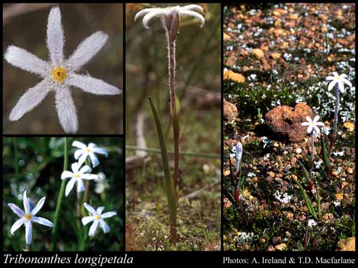 Photograph of Tribonanthes longipetala Lindl. Image