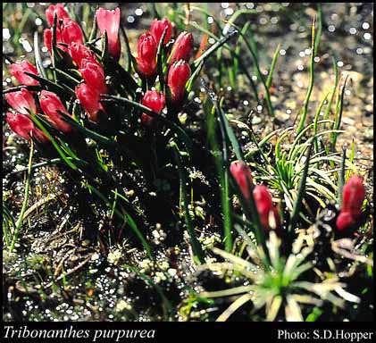 Photograph of Tribonanthes purpurea T.Macfarlane & Hopper