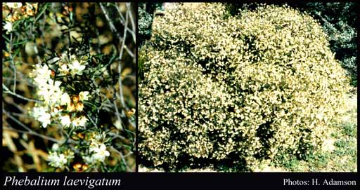 Photograph of Phebalium laevigatum Paul G.Wilson