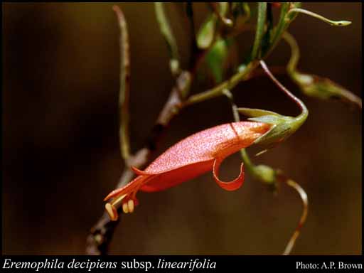 Photograph of Eremophila decipiens subsp. linearifolia (S.Moore) Chinnock