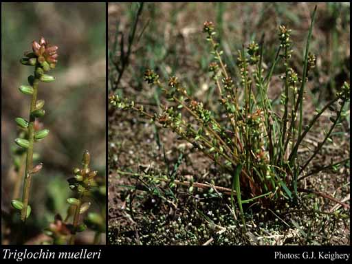 Photograph of Triglochin muelleri Buchenau