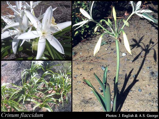 Photograph of Crinum flaccidum Herb.