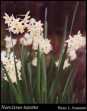 Photograph of Narcissus tazetta L.