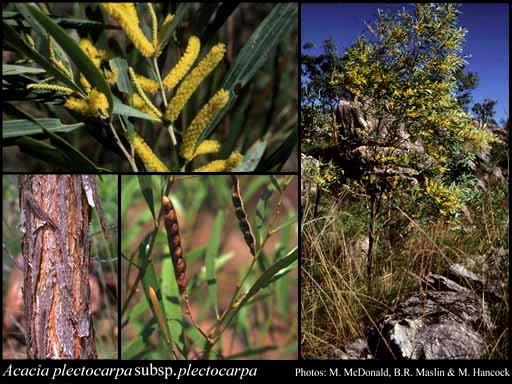 Photograph of Acacia plectocarpa Benth. subsp. plectocarpa