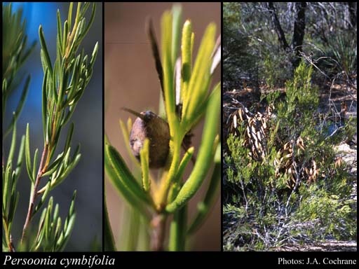 Photograph of Persoonia cymbifolia P.H.Weston
