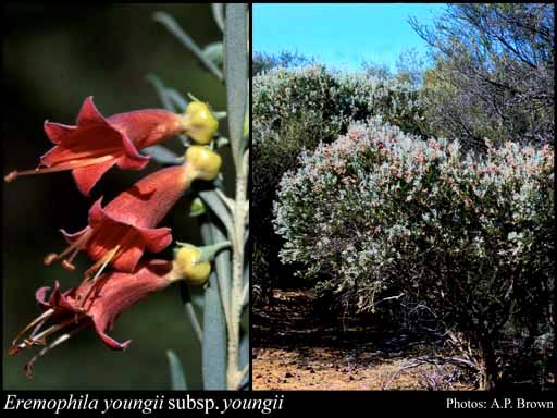 Photograph of Eremophila youngii F.Muell. subsp. youngii