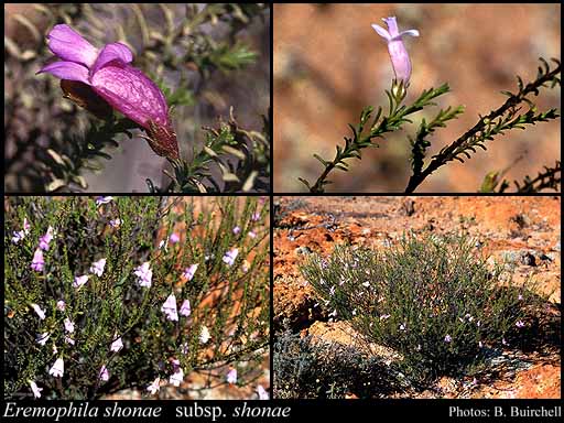 Photograph of Eremophila shonae Chinnock subsp. shonae Image