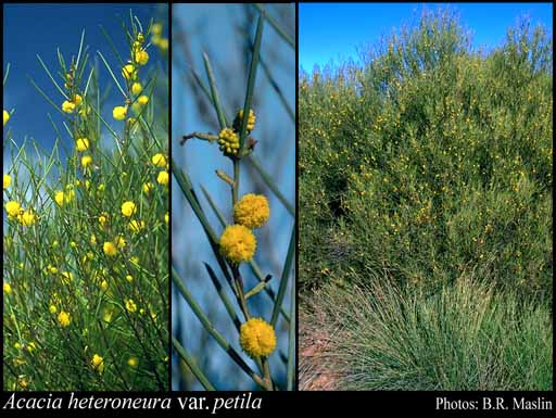 Photograph of Acacia heteroneura var. petila R.S.Cowan & Maslin