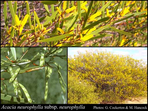 Photograph of Acacia neurophylla W.Fitzg. subsp. neurophylla