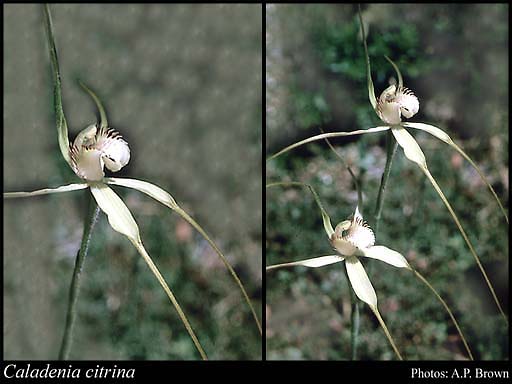 Photograph of Caladenia citrina Hopper & A.P.Br.