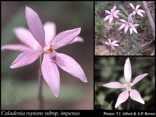 Photograph of Caladenia reptans subsp. impensa Hopper & A.P.Br.