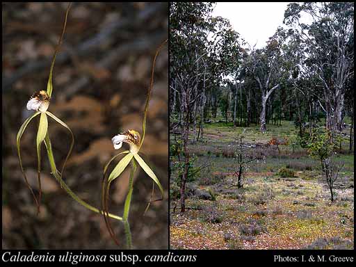 Photograph of Caladenia uliginosa subsp. candicans Hopper & A.P.Br.