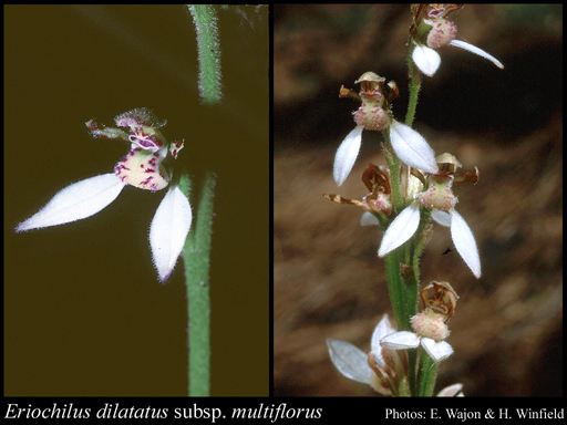 Photograph of Eriochilus dilatatus subsp. multiflorus (Lindl.) Hopper & A.P.Br.