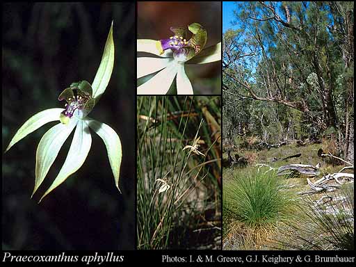 Photograph of Praecoxanthus aphyllus (Benth.) Hopper & A.P.Br.
