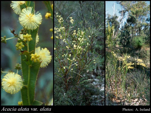 Photograph of Acacia alata R.Br. var. alata