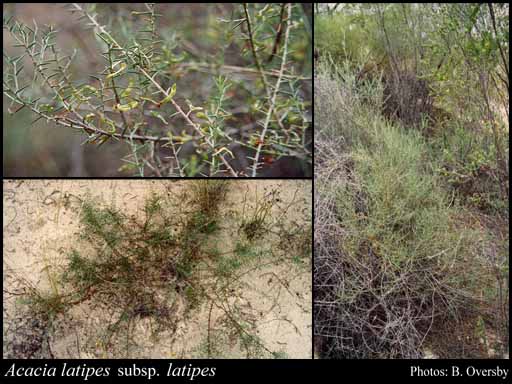 Photograph of Acacia latipes Benth. subsp. latipes